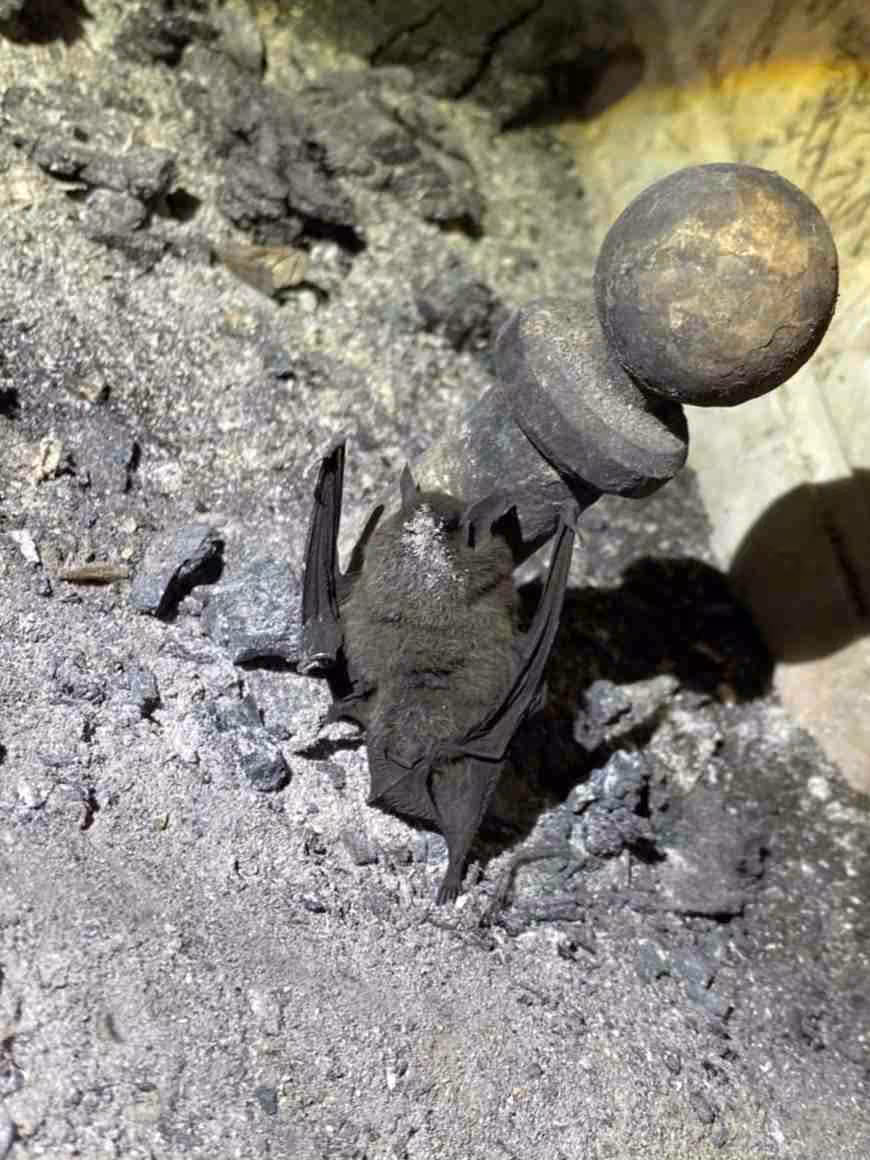 Chimney Sweep Services in Boonon, NJ Chimney Sweep Services in Boonon, NJ Chimney Sweep in Boonton